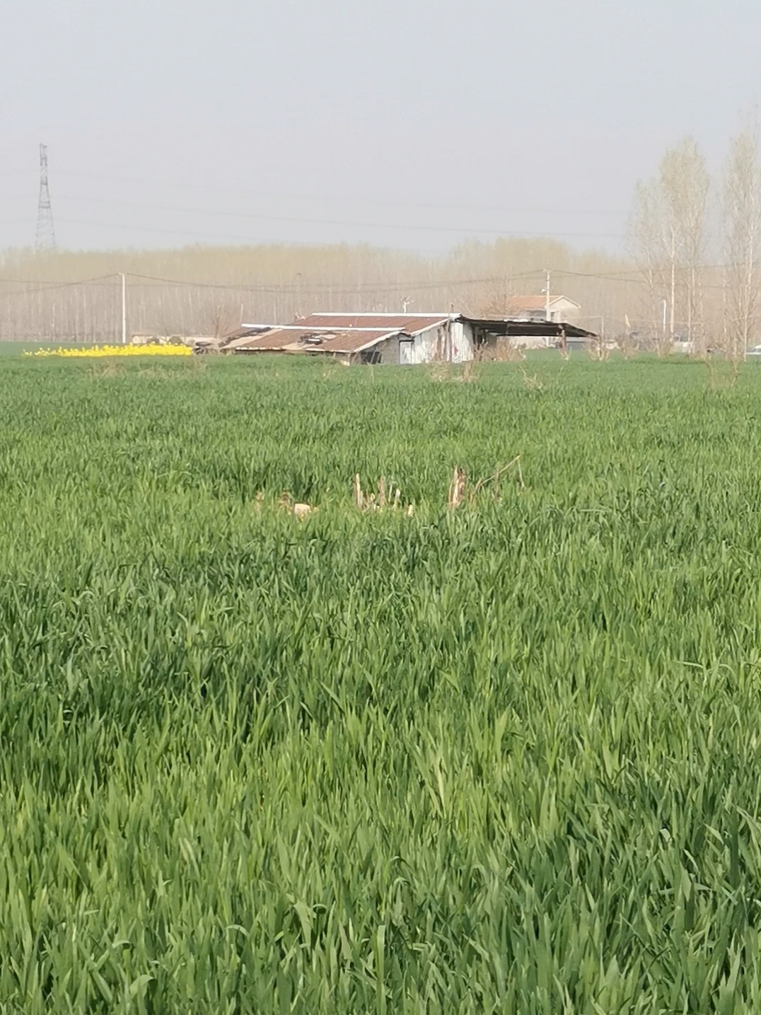 始迁祖代表王守仁